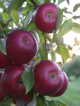 Jabłoń Malinowa Malinówka w doniczce C2