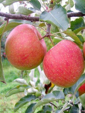 Półkarłowa Jabłoń Szampion START PACK