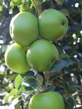 Jabłoń kolumnowa Green Cats START PACK