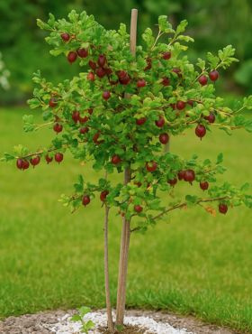 Agrest czerwony Niesłuchowski na pniu w doniczce 