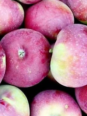 Jabłoń Lobo START PACK