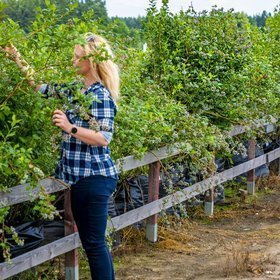 Borówka amerykańska sadzonki XXXL 100-150cm