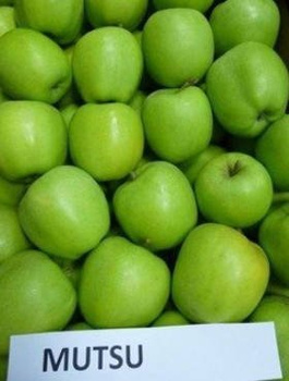 Jabłoń Mutsu Zielone Jabłko Parchoodporne