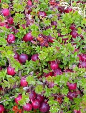 Żurawina wielkoowocowa McFarlin późna plenna