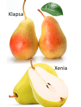 Duo Grusza Klapsa + Xenia Plant Pack