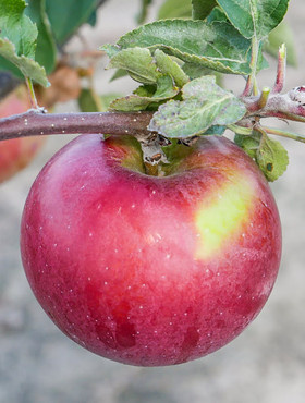 Jabłoń Sawa parchoodporna