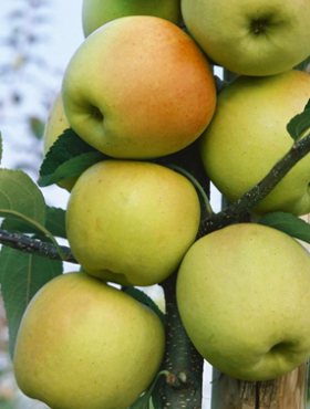 Jabłoń kolumnowa LaLambada w typie Golden Delicious START PACK