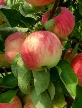 Jabłoń Typu Pirross