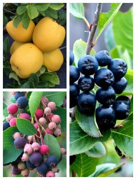 Zestaw zdrowe TRIO do ogrodu i na balkon