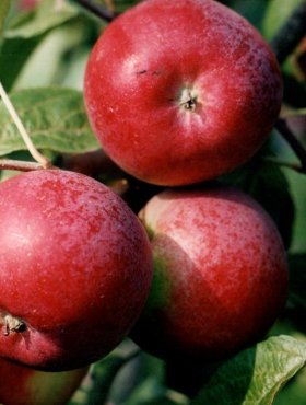 Jabłoń Fantazja w doniczce (C2)