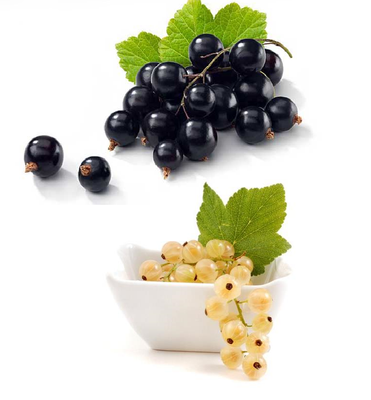 Duo porzeczka biało-czarna na pniu Start Pack