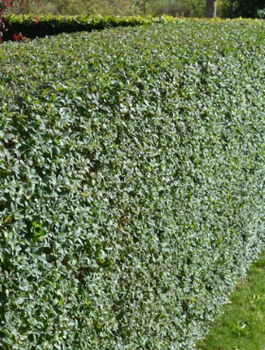 Ligustr Liguster  pospolity Plant Pack