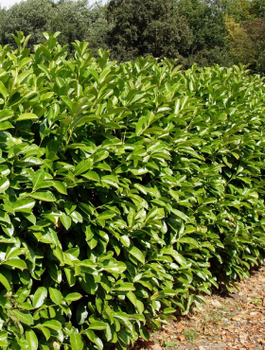 Wiśnia wonna Antypka na zywopłot Plant Pack