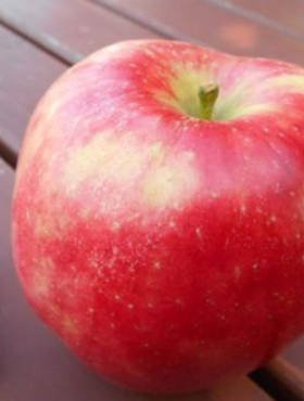 Jabłoń Arszam Plant Pack 