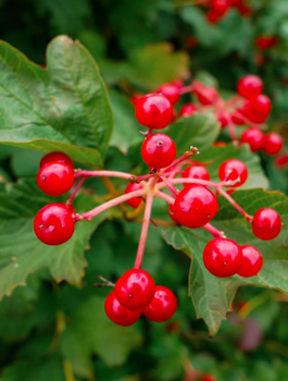 Kalina koralowa Plant Pack