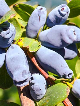 Jagoda kamczacka Jolanta słodka średniowczesna 