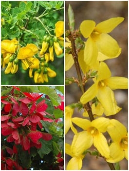 Zestaw Złoto i Ogień Plant Pack