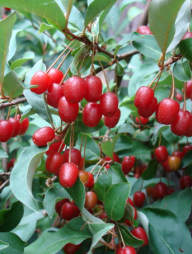 Oliwnik wielokwiatowy Sweet Scarlet 