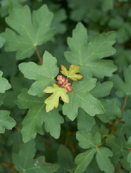 Klon Polny Plant Pack