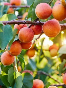 Morela Harcot START PACK