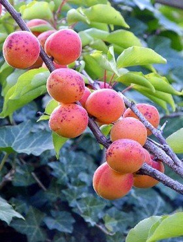 Morela Sirena START PACK