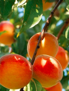 Morela Taja START PACK