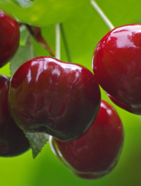 Wiśnia Groniasta z UJF