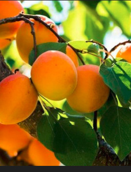 Morela Bergeron START PACK