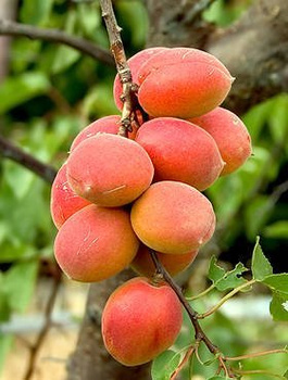 Morela Harlain START PACK