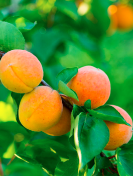 Mini Morela karłowa Aprigold START PACK