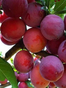 Śliwko-brzoskwinia Śliwobrzoskwinia Kubań START PACK ® 