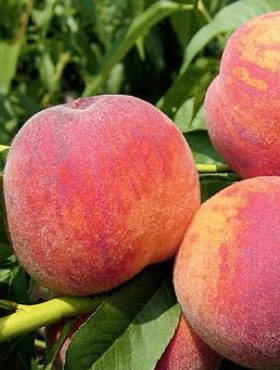 Brzoskwinia Krasava Start Pack