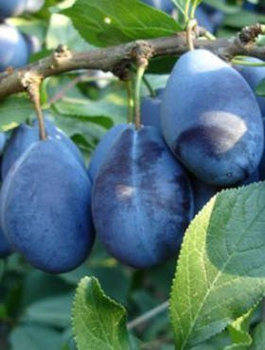 Śliwa Węgierka Wangenheima START PACK