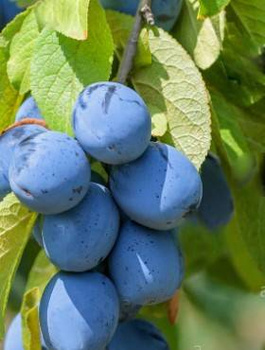 Śliwa First najwcześniejsza Plant Pack