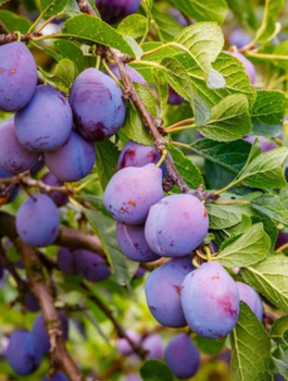 Śliwa Nierobaczywka Plant Pack