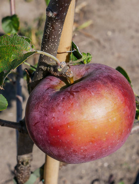 Jabłoń Red Lobo START PACK