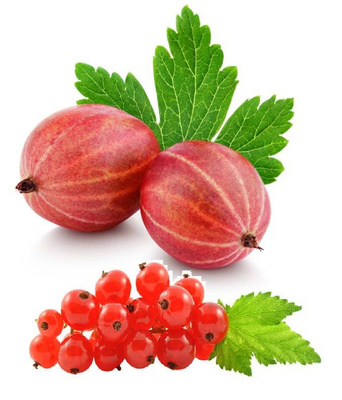 Duo agrest czerwony i porzeczka czerwona na pniu w balocie