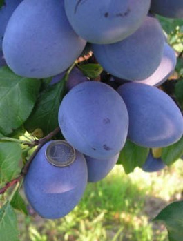 Śliwa typu Tophit START PACK