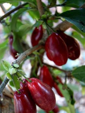 Dereń jadalny Władimirskij