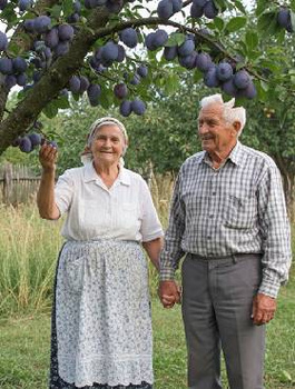 Śliwa Z Dawnych Lat Plant Pack