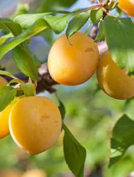  Śliwa kolumnowa Gold Dust