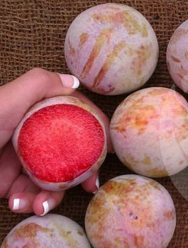 Śliwomorela Dapple Dandy