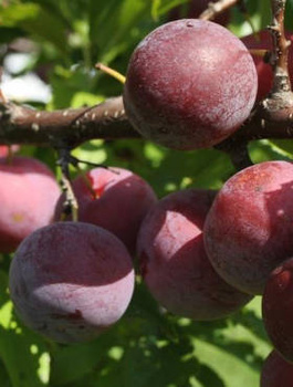 Śliwa japońska Angelo START PACK