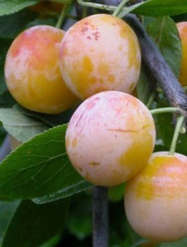 Śliwa Mirabelka z Nancy START PACK