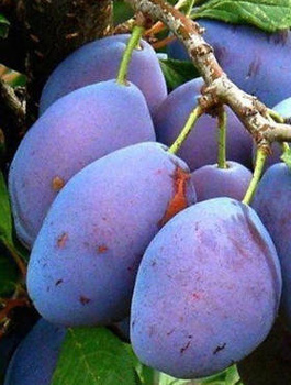  Śliwa Bluefree duże owoce Plant Pack 