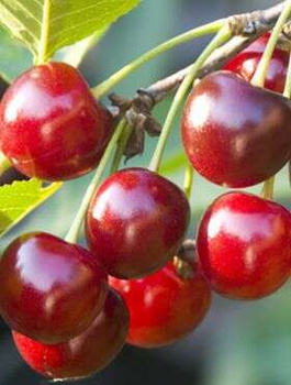 Wiśnia Szklanka Wielka stara odmiana START PACK