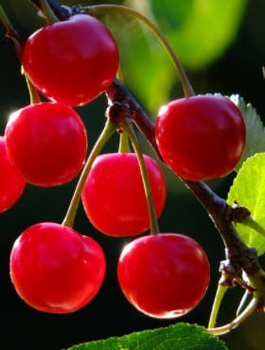 Wiśnia Wanda START PACK