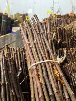 Podkładka Jabłoni A2 Silnie Rosnąca Plant Pack