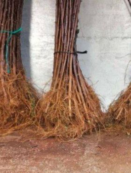 Podkładka Gruszy - Pigwa S1 Półkarłowa Plant Pack