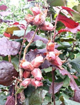 Orzech laskowy Syrena Leszczyna Czerwona START PACK